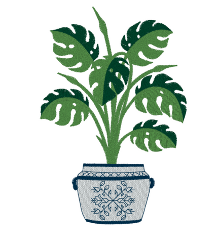 Monstera Plant